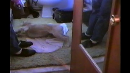 Puppy Loves Blow Dryer