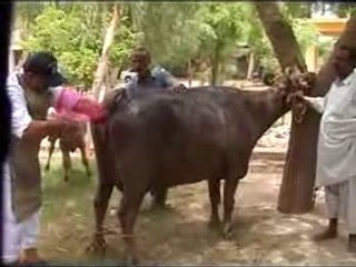Cattle Farming Live Stock  2