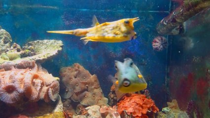 Автокреатив от Google+. Питерский зоопарк. И немного метро