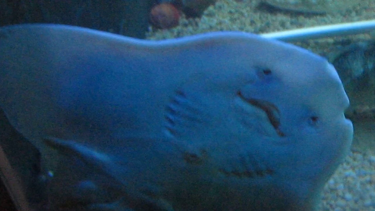 RAIE A L'AQUARIUM DU MUSÉE DU FJORD DE LA BAIE  --  SAGUENAY -- (QUÉBEC)  LE 6 JUILLET 2014