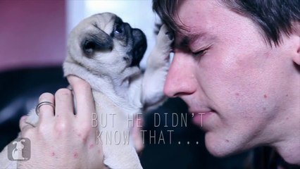 Dawn Of The Planet Of The Pugs Parody Trailer