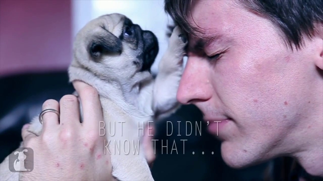 Dawn Of The Planet Of The Pugs Parody Trailer