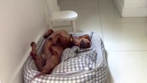 Happy Dog Is So Happy He Wags His Tails As He Sleeps