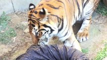 سراويل جينز مزقتها حيوانات مفترسة في حديقة يابانية تعرض في مزاد