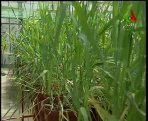 Algerie,INRA,270 preojets de recherche