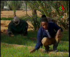 Algerie,Illizi-Msila,agriculture