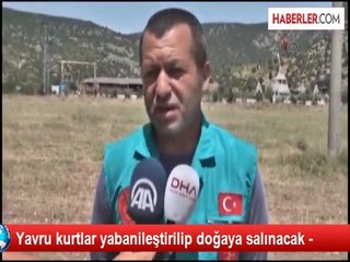 Yavru kurtlar yabanileştirilip doğaya salınacak -