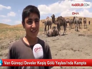 Van Güreşçi Develer Keşiş Gölü Yaylası'nda Kampta