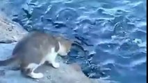 Terlajak Pandai .Kucing Pun Pandai Tangkap Ikan