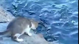 Terlajak Pandai .Kucing Pun Pandai Tangkap Ikan