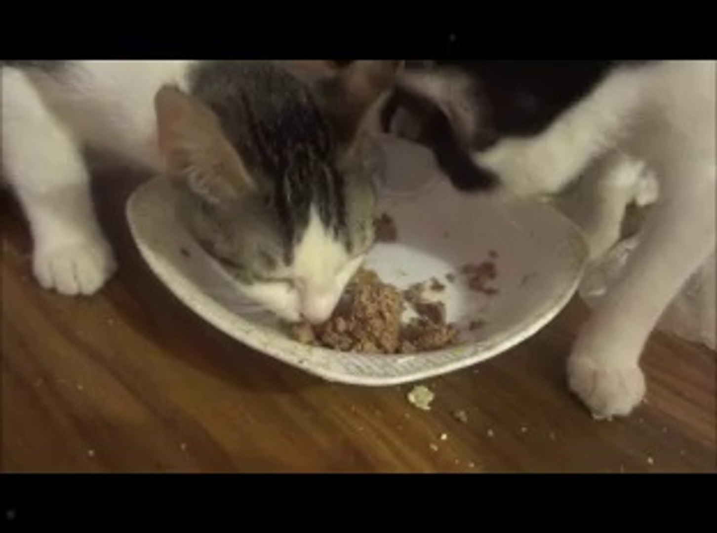 ⁣Rescued little kittens after 2 or 3 months of care