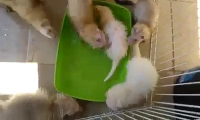 les nérhyssons et bébé jack: jeux d'eau 2