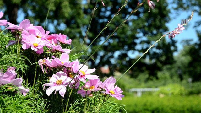 Flowers 2 HD 1080p - Video Backgrounds