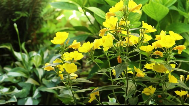 Flowers 6 HD 1080p - Video Backgrounds