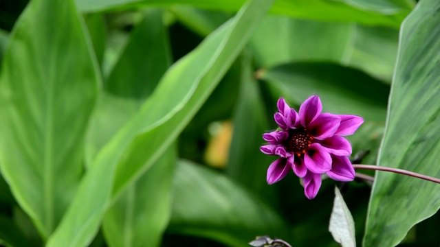 Flowers 13 HD 1080p - Video Backgrounds