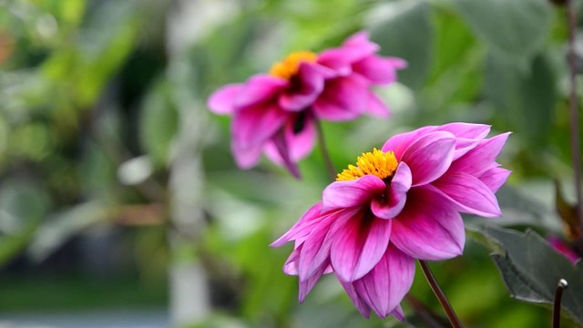 Flowers 14 HD 1080p - Video Backgrounds