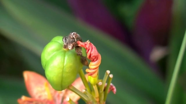 Flowers 17 HD 1080p - Video Backgrounds