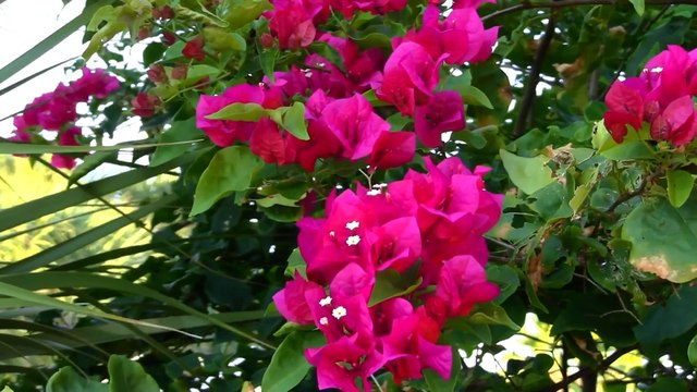 Flowers 16 HD 1080p - Video Backgrounds