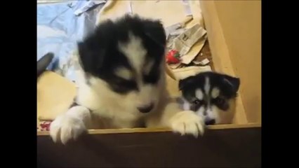 PUPPY CUTENESS OVERLOAD