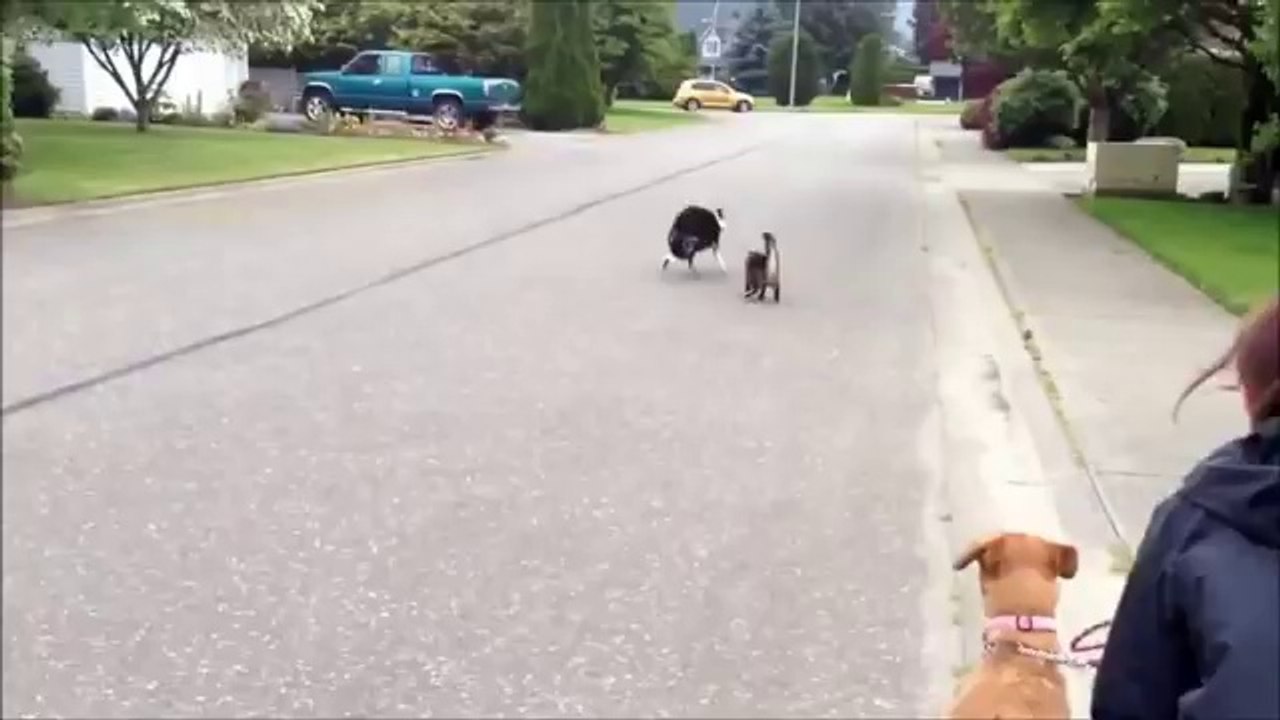 WHEN CATS & DOGS COLLIDE