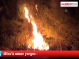 Milas'taki Orman Yangını