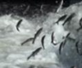 Büyük  göç tamamlandı