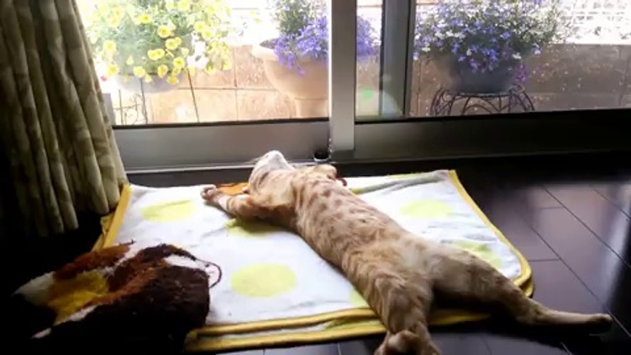 Gato Folgado