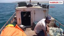 İnci Kefalı Yasağı Bitti Balıkçılar Van Gölü'ne Ağlarını Attı