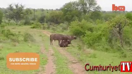 Bufalo aslanı boynuzlarıyla uçurdu