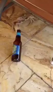 Crab VS guy : the animal is stealing the beer bottle of the guy!