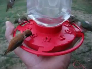 Des dizaines de Colibris en train de boire dans les main d'un homme! Adorable...