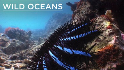 Mega-venomous starfish and a turtle happy meal