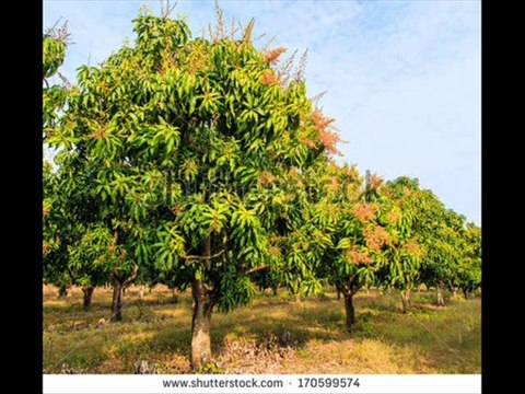 AAM K BAGH KORA FROST UMAR KHAR KOT ADDU DR.ASHRAF SAHIBZADA