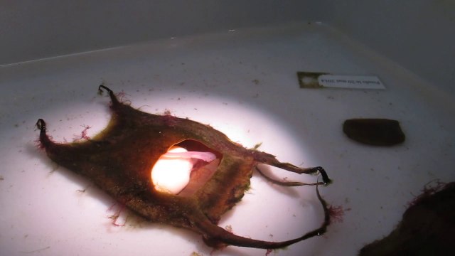 Étaples : à Maréis, un embryon de raie visible....dans son oeuf