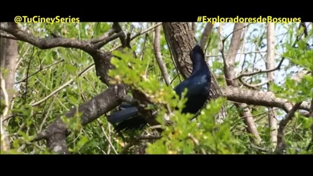Especial El Reino Secreto - Aves, Insectos y Babosas Explorador de Bosques
