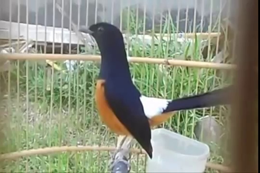 Amazing Birds Singing Murai Batu - Birds Of Paradise From Indonesia (Full Documentary)