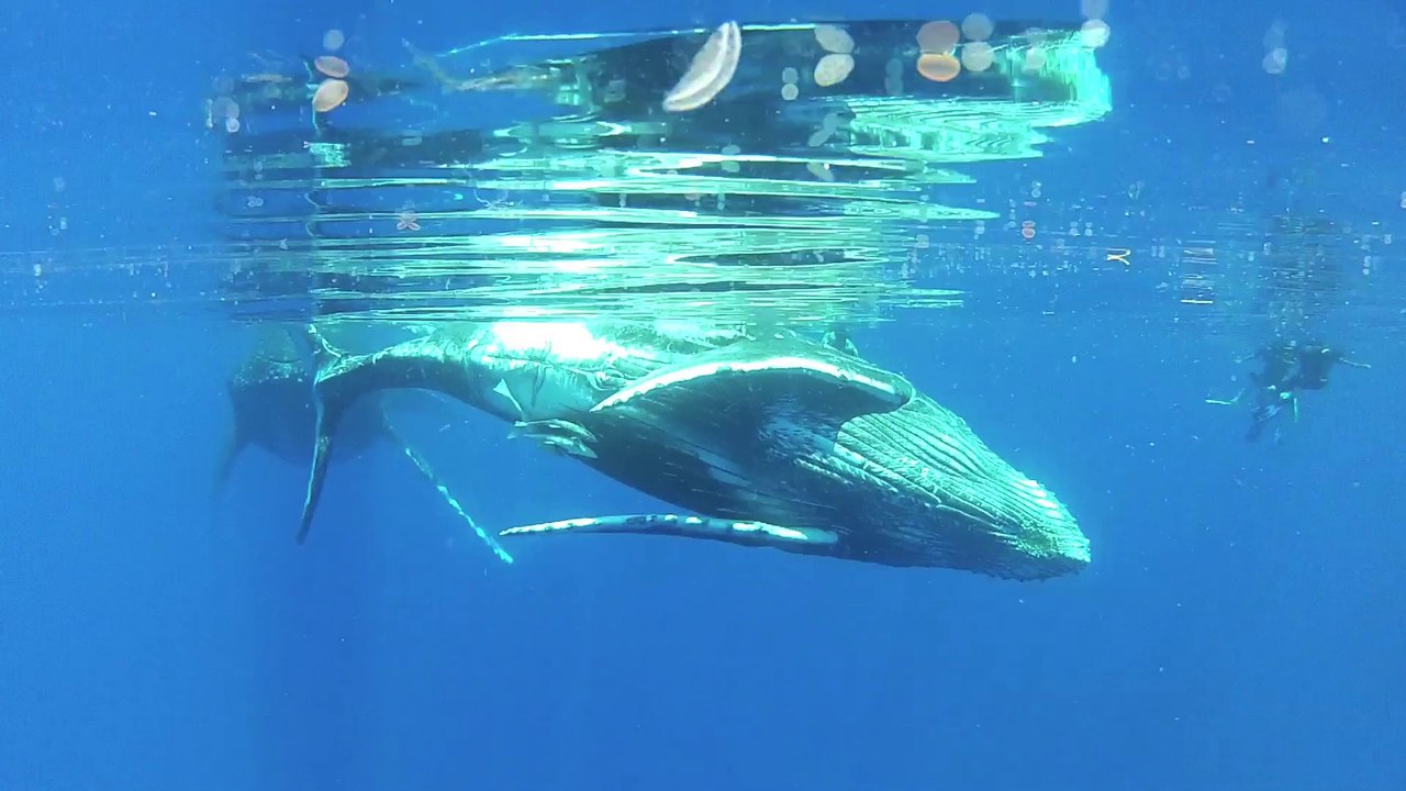 Mise à l'eau avec un baleineau et mauvais comportement de certains usagers de la mer