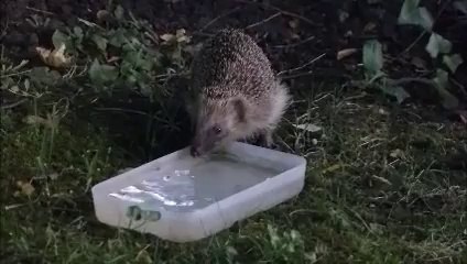 Le Hérisson : l'ami de notre jardin
