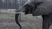 Elephants Are Awesome - Compilation d'animaux trop mignons...