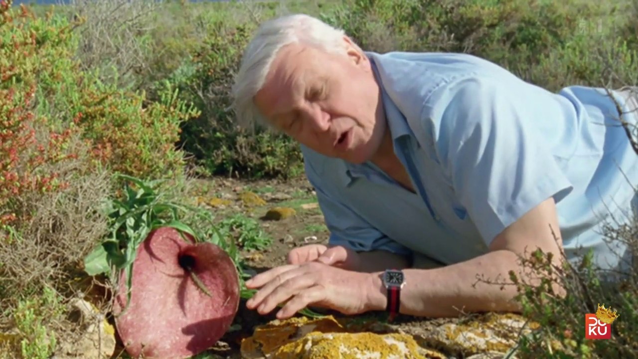 Meister der Anpassung