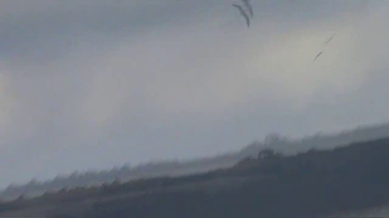 Le vol du sterne Pierregarin