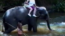 Elephants Are Awesome - So crazy and cute animal Compilation