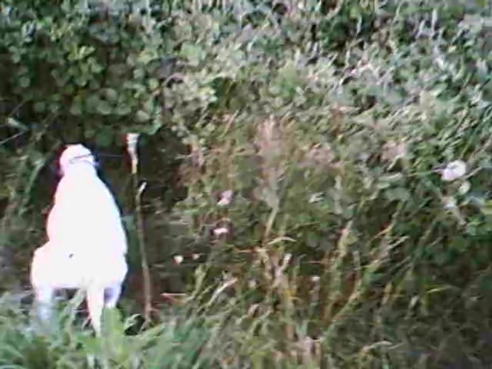 Petit ferme puis lancer de 6 sangliers Haddock et Icéo