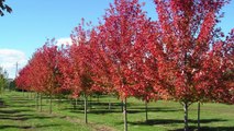 Root's Nurseries | Shade Trees, Shrubs & Plants | Manheim PA