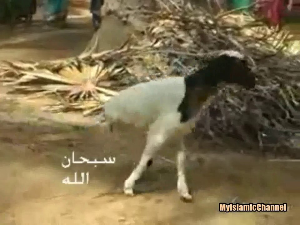 SubhanAllah