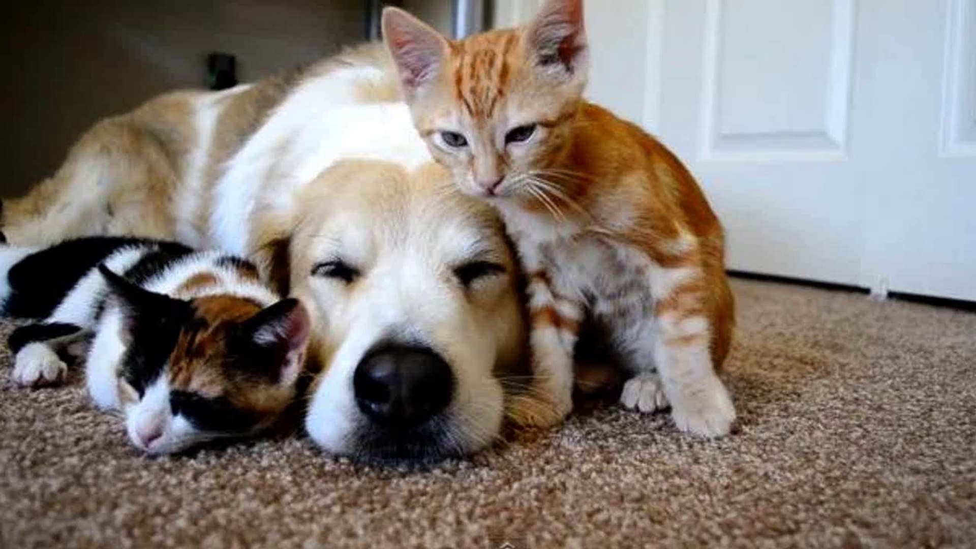 Des Animaux Trop Mignons Qui Se Reveillent Entre Eux Compilation D Animaux Craquants Video Dailymotion