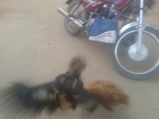 aseel fight...mureed but club