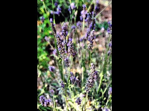 ©CIGALES POEME THOMAS ANDRE PHOTOS&PHOTOS-PEINTURE MARTINE ANCIAUX©