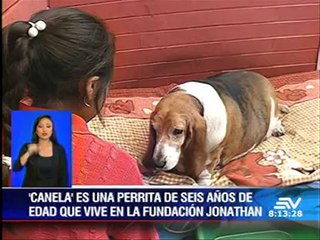 #MundoDeMascotas | 'Canela', la perrita que sufre de obesidad