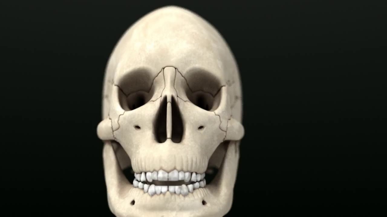 Human anatomy - preview